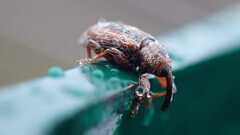 Curculionidae