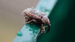 Curculionidae