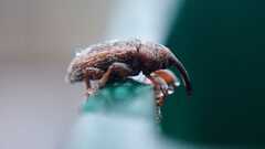 Curculionidae
