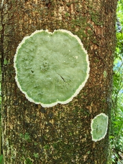 Cryptothecia striata