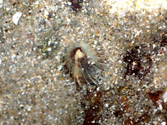 Siphonaria propria