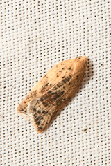 Acleris