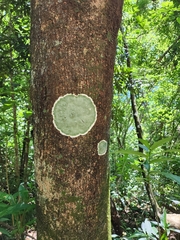 Cryptothecia striata