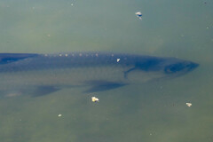 Megalops atlanticus