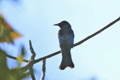 Dicrurus hottentottus