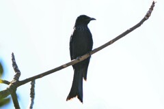 Dicrurus hottentottus