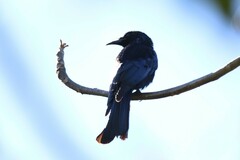 Dicrurus hottentottus