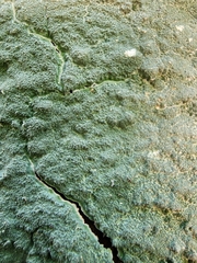 Cryptothecia striata