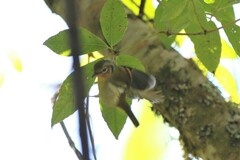 Pteruthius melanotis