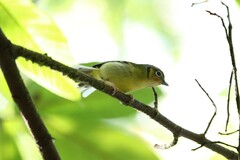 Pteruthius melanotis