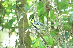 Machlolophus spilonotus