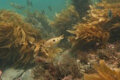 Notolabrus celidotus