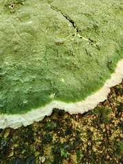 Cryptothecia striata