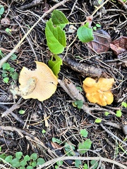Cantharellus formosus