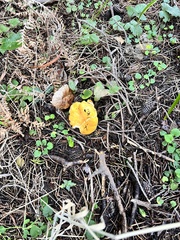 Cantharellus formosus