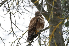 Buteo buteo