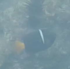 Holacanthus passer