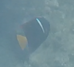 Holacanthus passer