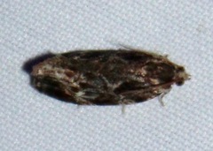 Phaecasiophora confixana