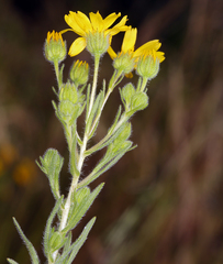 Deinandra pallida