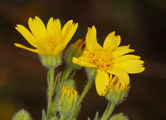 Deinandra pallida