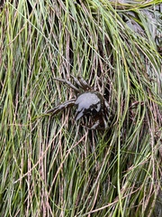 Taliepus nuttallii