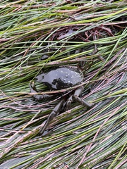 Taliepus nuttallii