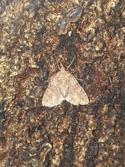 Polyclysta hypogrammata