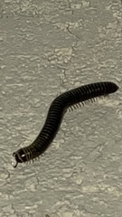 Anadenobolus monilicornis