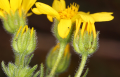 Deinandra pallida