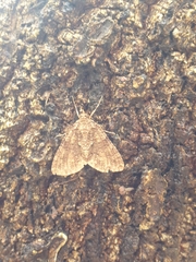 Polyclysta hypogrammata