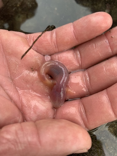 Blind goby (Typhlogobius californiensis) — Gobiidae — 2