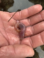 Typhlogobius californiensis