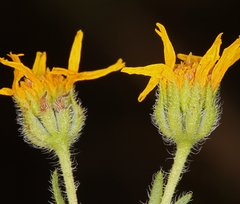 Deinandra pallida
