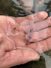 Typhlogobius californiensis