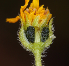 Deinandra pallida