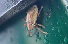 Curculionidae