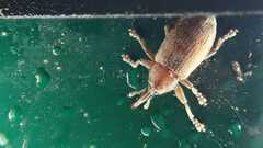 Curculionidae