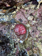Urticina clandestina