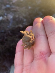 Hapalogaster cavicauda