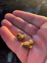 Hapalogaster cavicauda