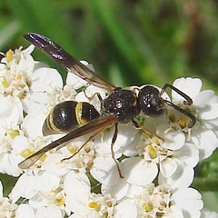 Ancistrocerus unifasciatus