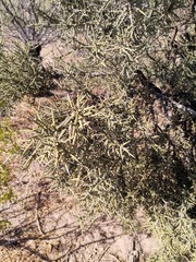 Castela stewartii