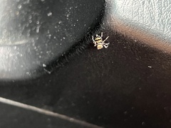 Thorelliola ensifera