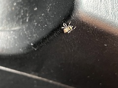 Thorelliola ensifera