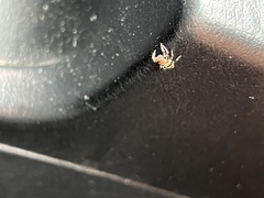 Thorelliola ensifera