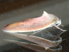 Ptyoptila matutinella