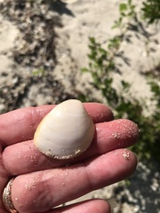 Laevicardium serratum