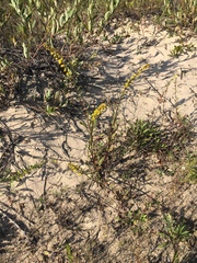 Solidago gillmanii