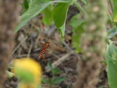 Diogmites angustipennis